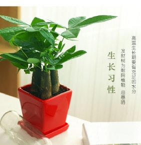 三桿發(fā)財樹