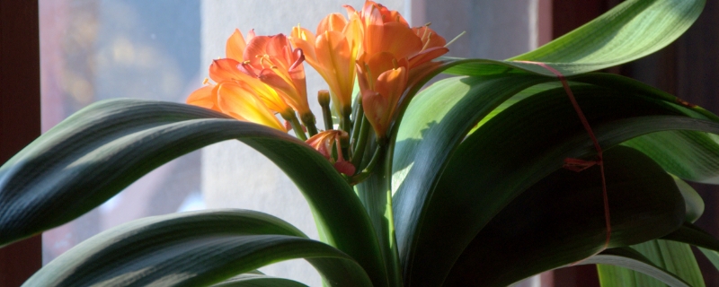 養(yǎng)花“澆水”很關(guān)鍵，掌握這“5原則”，養(yǎng)啥花都長(zhǎng)得旺！