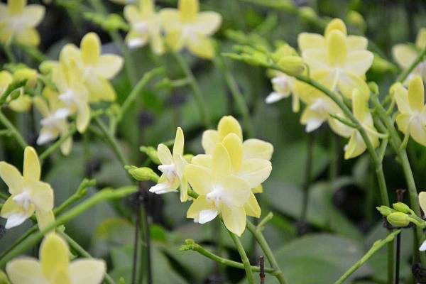大花蕙蘭怎樣復(fù)花？
