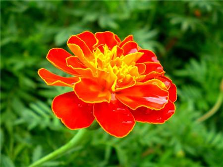 孔雀草的養(yǎng)殖注意事項(xiàng)